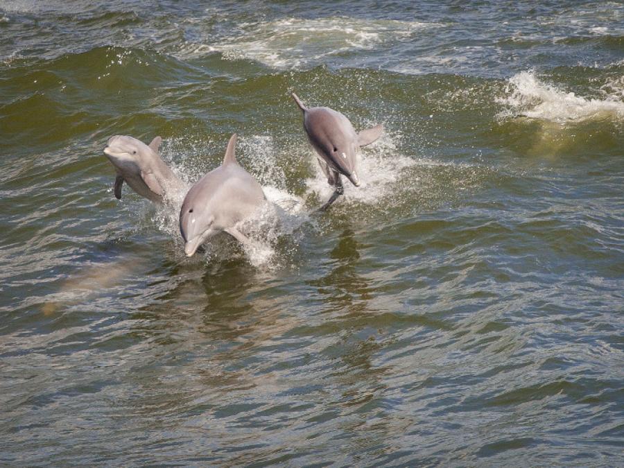 dolphin swimming in Orange Beach Al