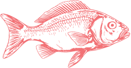 Red Snapper illustrated image
